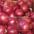 New Crop Fresh Chinese Onion